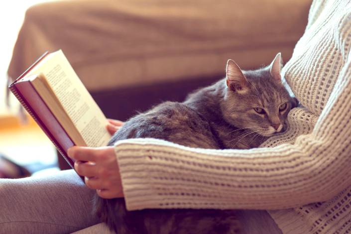 grey tabby cat sitting on pet sitter's lap while they read a book